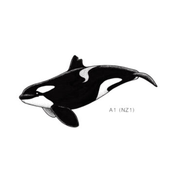 A1 - NZ Orca tee - Mens Staple Organic Tee Design
