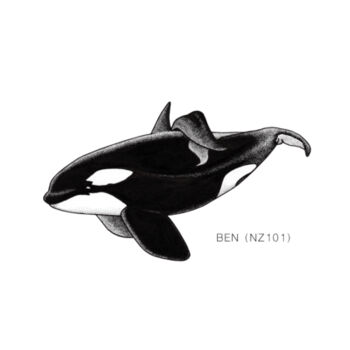 Ben - NZ Orca - tee  - Mens Staple Organic Tee Design