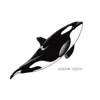 Jigsaw - NZ Orca - tee - Mens Staple Organic Tee Design