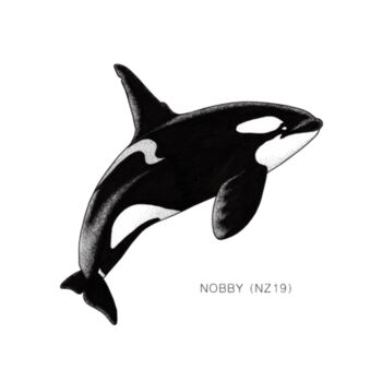 Nobby - NZ Orca - tee - Mens Staple Organic Tee Design
