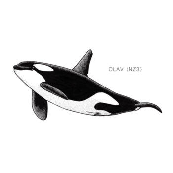 Olav - NZ orca - tee - Mens Staple Organic Tee Design