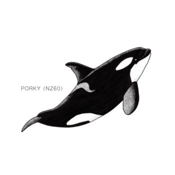 Porky - NZ Orca - tee - Mens Staple Organic Tee Design