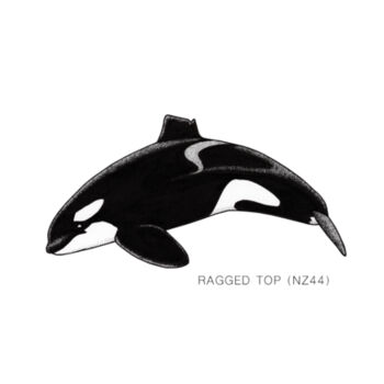 Ragged Top - NZ Orca - tee - Mens Staple Organic Tee Design