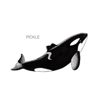 Pickle - NZ Orca - tee - Mens Staple Organic Tee Design