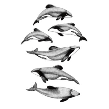 Maui/Hector's Dolphins - Unisex - Mens Staple Organic Tee Design