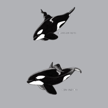 NZ Orca - Corkscrew & Ben  - Mens Staple Organic Tee Design
