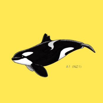 Yin - NZ Orca - KIDS Design
