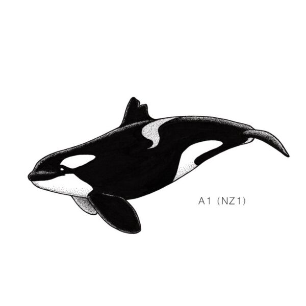 NZ A1 Thumbnail