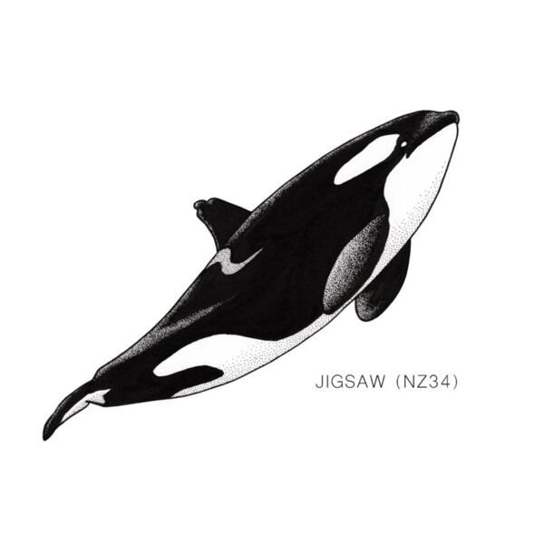 NZ Jigsaw Thumbnail