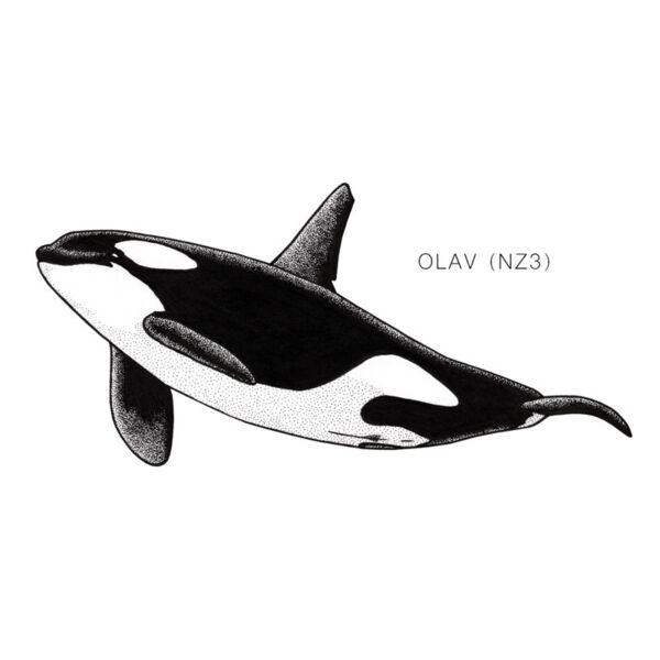 NZ Olav Thumbnail