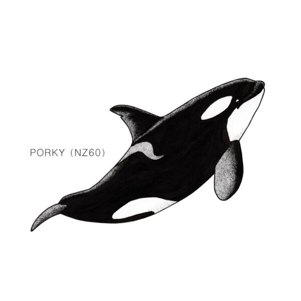 NZ Porky Thumbnail