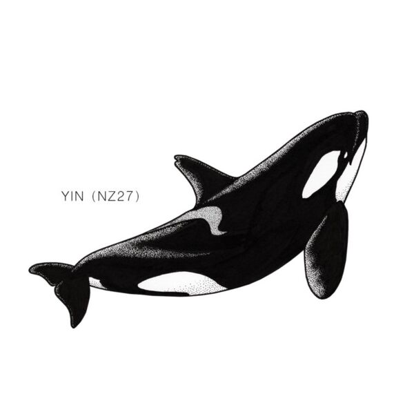 NZ Yin Thumbnail