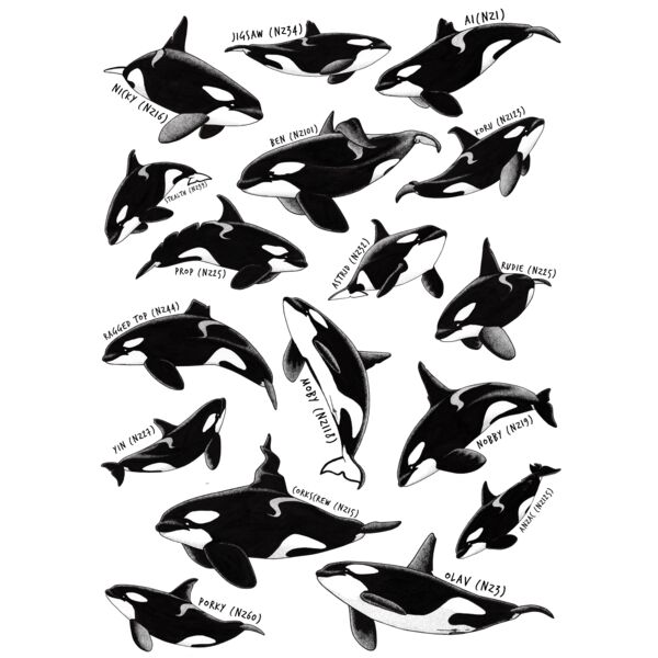 NZ Orca Shirt Thumbnail